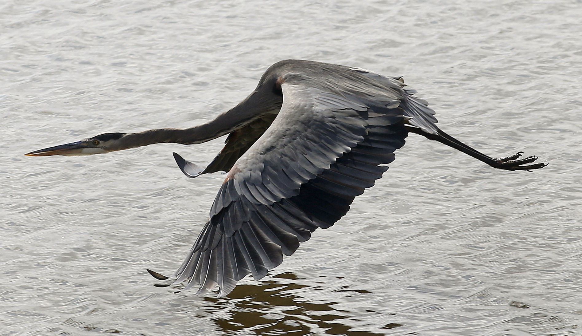 Outtakes: Great blue heron